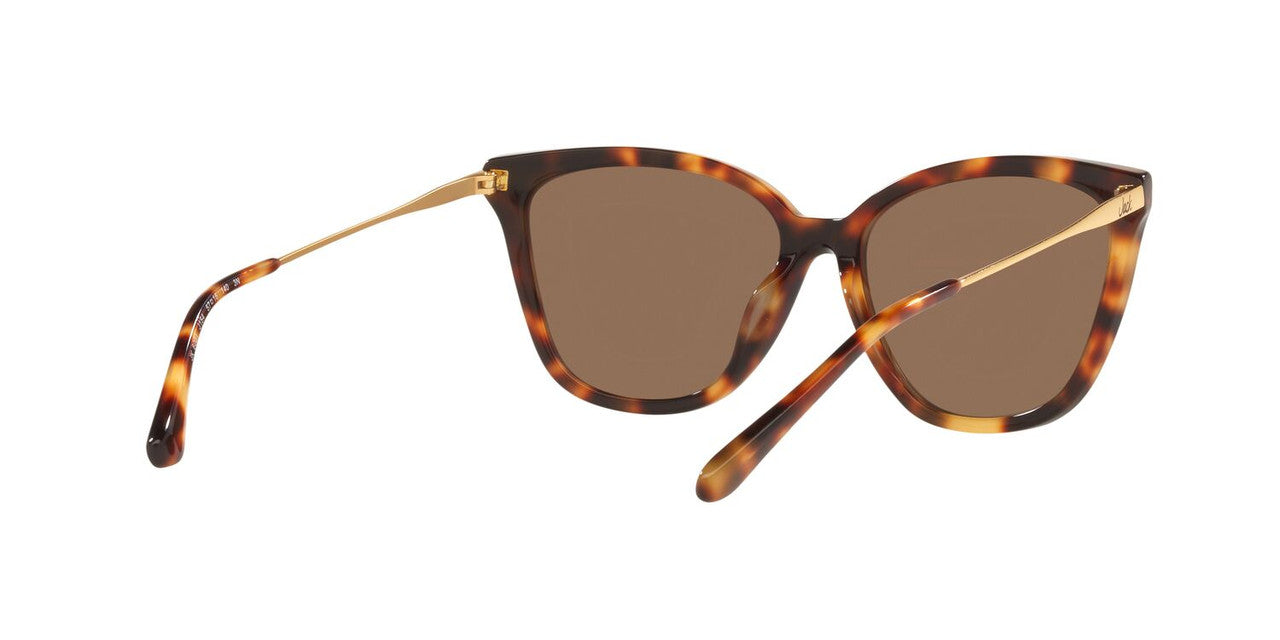 Lentes De Sol Jack Pacific JK6001M Café/Havana